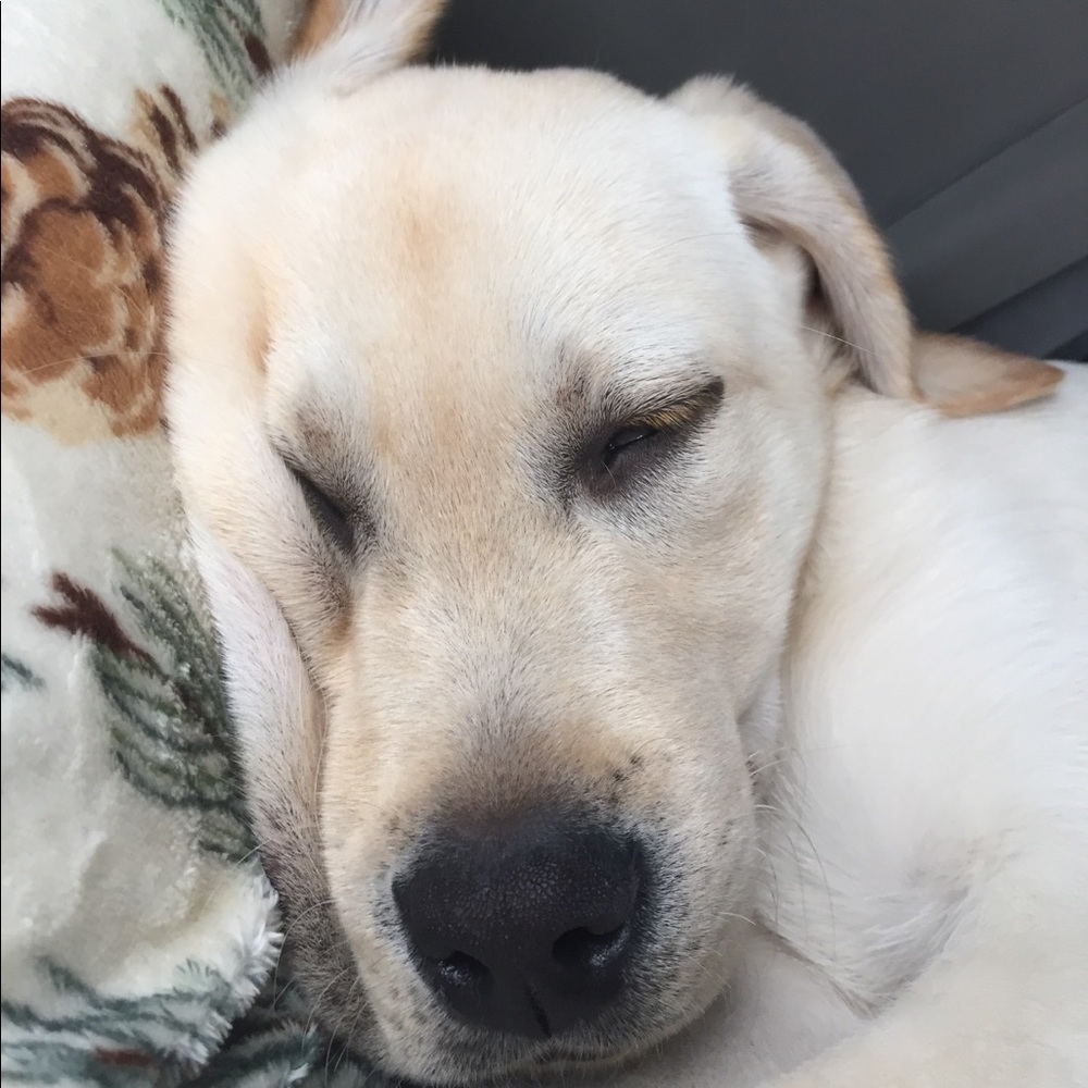 Meet your Posher, Noa